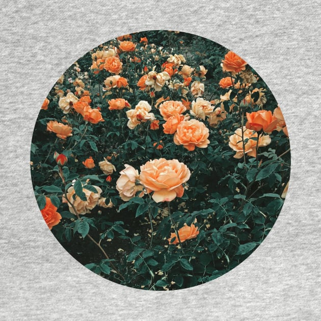 Forest of Roses by Cassia